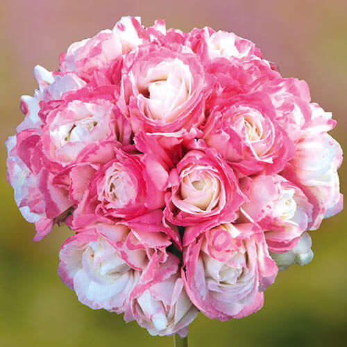 Apple Blossom Geranium Seeds - Heirloom Flower Plant for Home Gardens