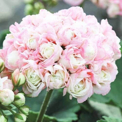 Apple Blossom Geranium Seeds - Heirloom Flower Plant for Home Gardens