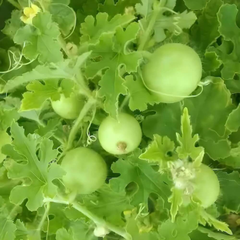 Apple Gourd Seeds