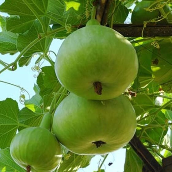 Apple Gourd Seeds