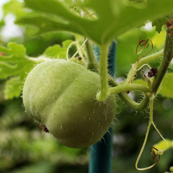Apple Gourd Seeds