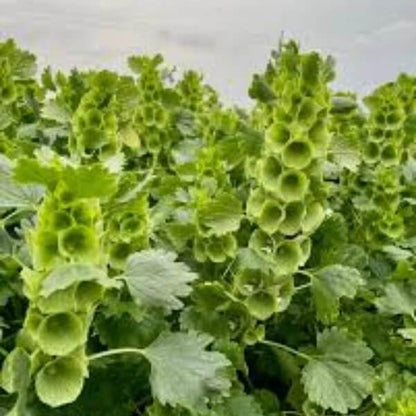 Apple Green Bells of Ireland Seeds - Flower Plant for Home Gardens