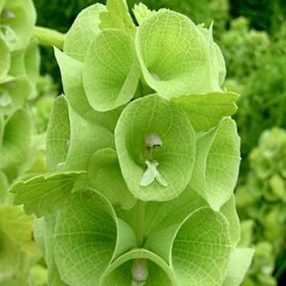 Apple Green Bells of Ireland Seeds - Flower Plant for Home Gardens