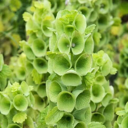 Apple Green Bells of Ireland Seeds - Flower Plant for Home Gardens