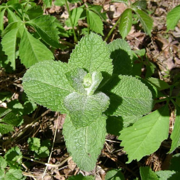 Apple Mint Seeds - Herbal Plant