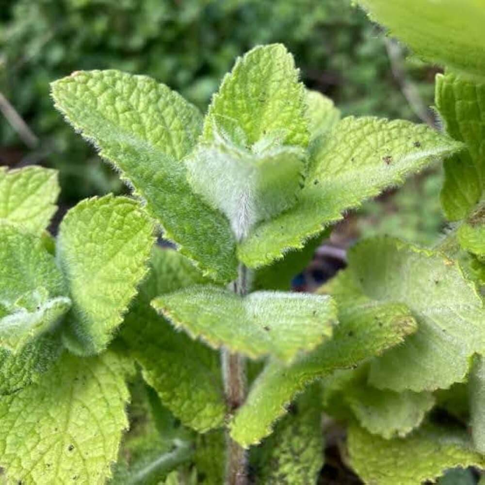 Apple Mint Seeds - Herbal Plant