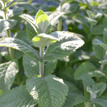 Apple Mint Seeds - Herbal Plant