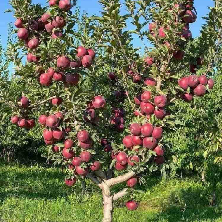 Apple Tree Seeds
