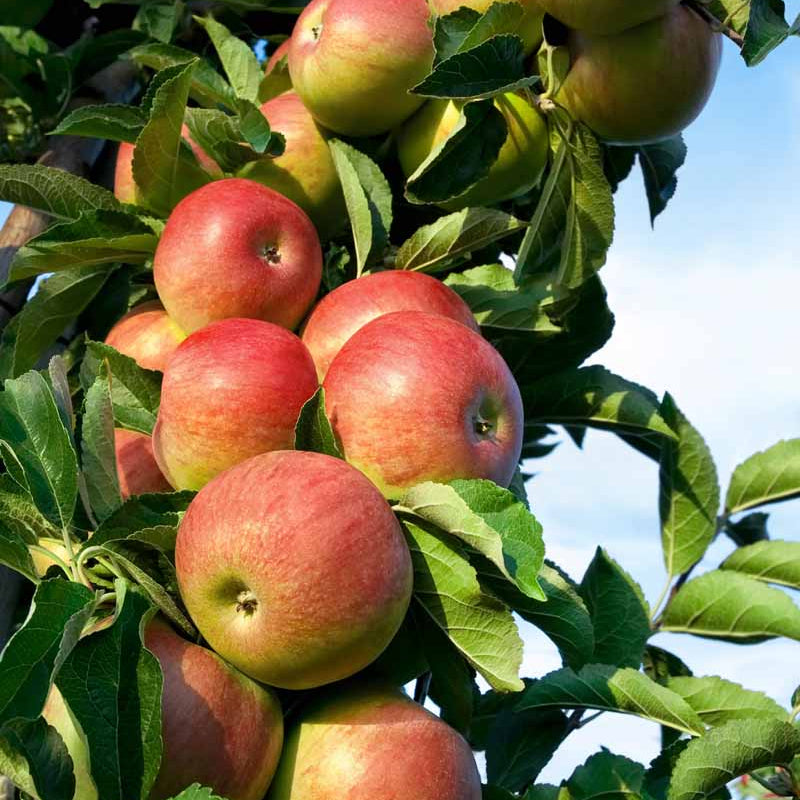 Apple Tree Seeds