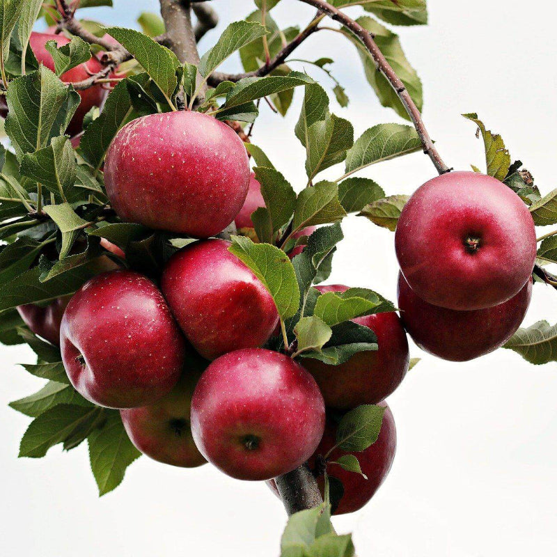 Apple Tree Seeds