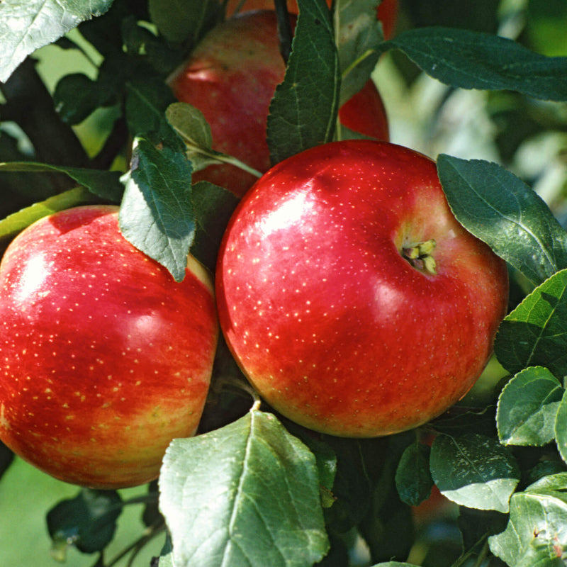 Apple Tree Seeds