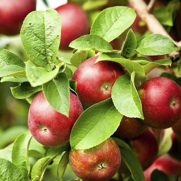 Apple seeds - Fruit Plant