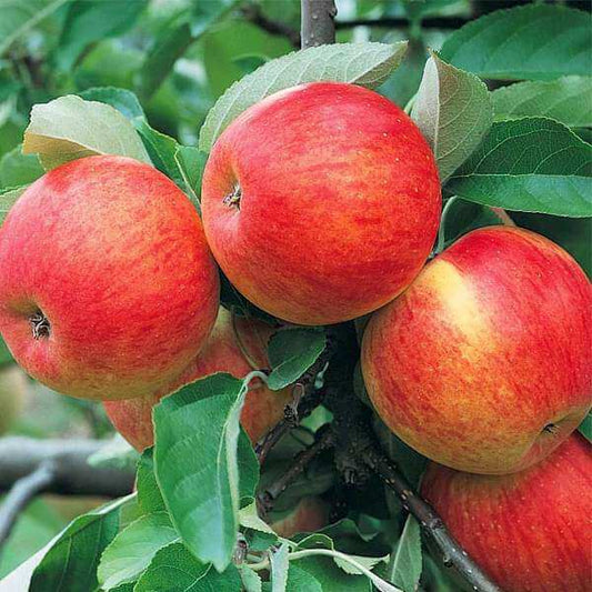 Apple seeds - Fruit Plant