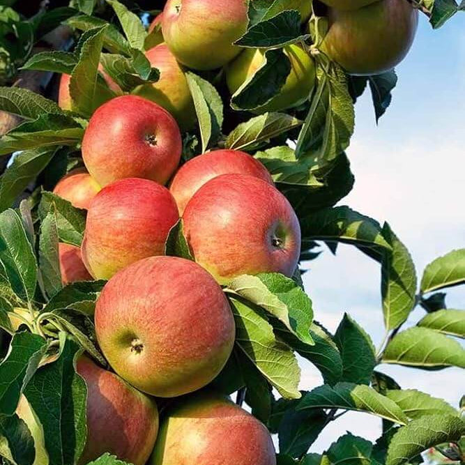Apple seeds - Fruit Plant