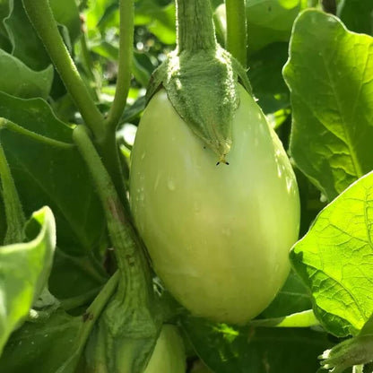 Applegreen Eggplant Seeds 