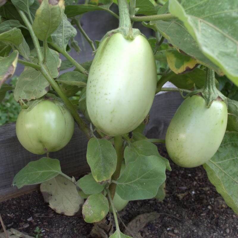 Applegreen Eggplant Seeds 