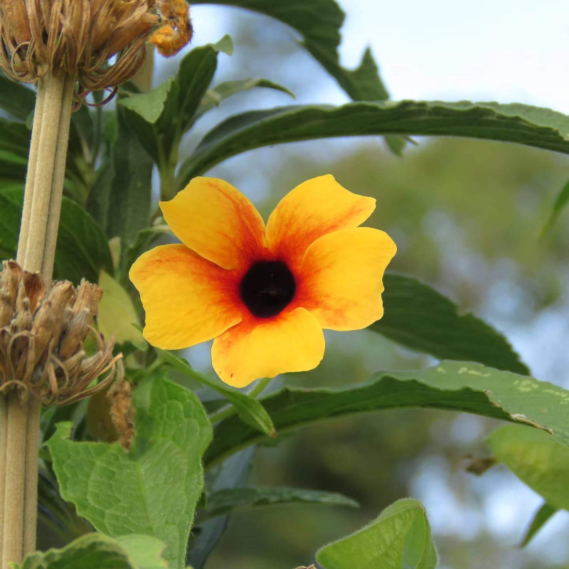 Apricot Delight Thunbergia Seeds - Heirloom Flower Plant for Home Gardens