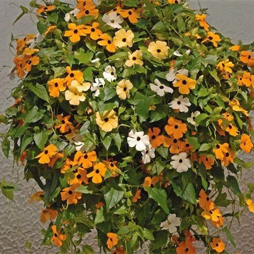 Apricot Delight Thunbergia Seeds - Heirloom Flower Plant for Home Gardens