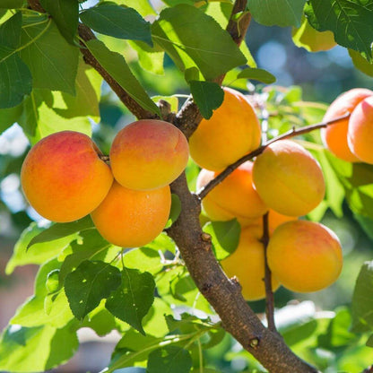 Apricot Seeds - Fruit Plant for Home Gardens