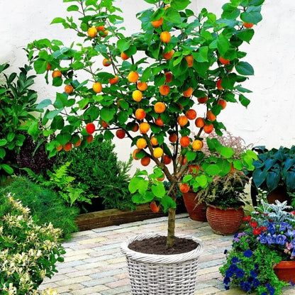 Apricot Seeds - Fruit Plant for Home Gardens