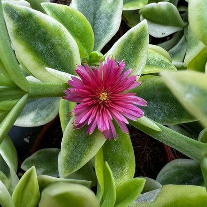 Aptenia Cordifolia Seeds - Succulent Plant Seeds for Home Gardens