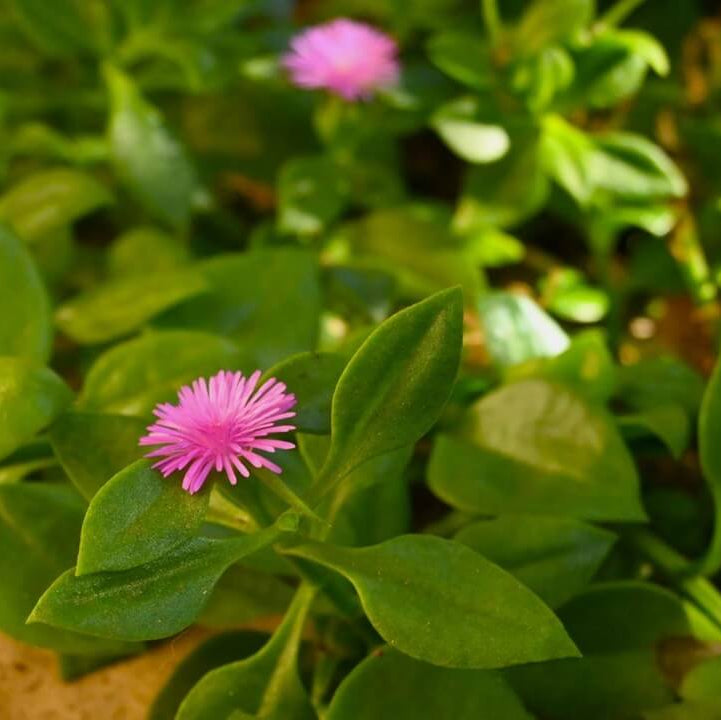 Aptenia Cordifolia Seeds - Succulent Plant Seeds for Home Gardens