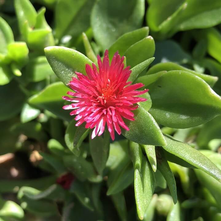 Aptenia Cordifolia Seeds - Succulent Plant Seeds for Home Gardens