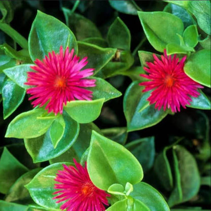 Aptenia Cordifolia Seeds - Succulent Plant Seeds for Home Gardens