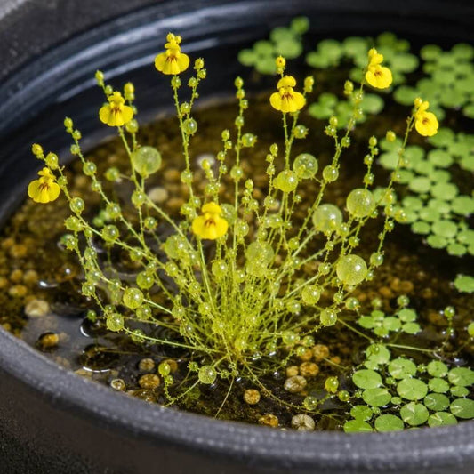 Aquatic Bladderwort Seeds 