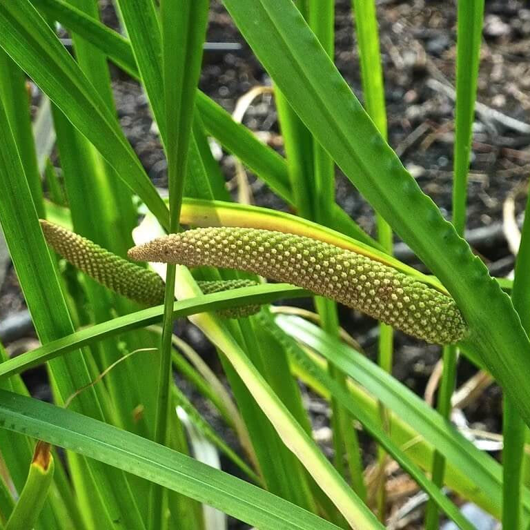 Aquatic Sweet Flag Seeds