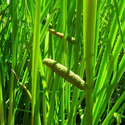Aquatic Sweet Flag Seeds