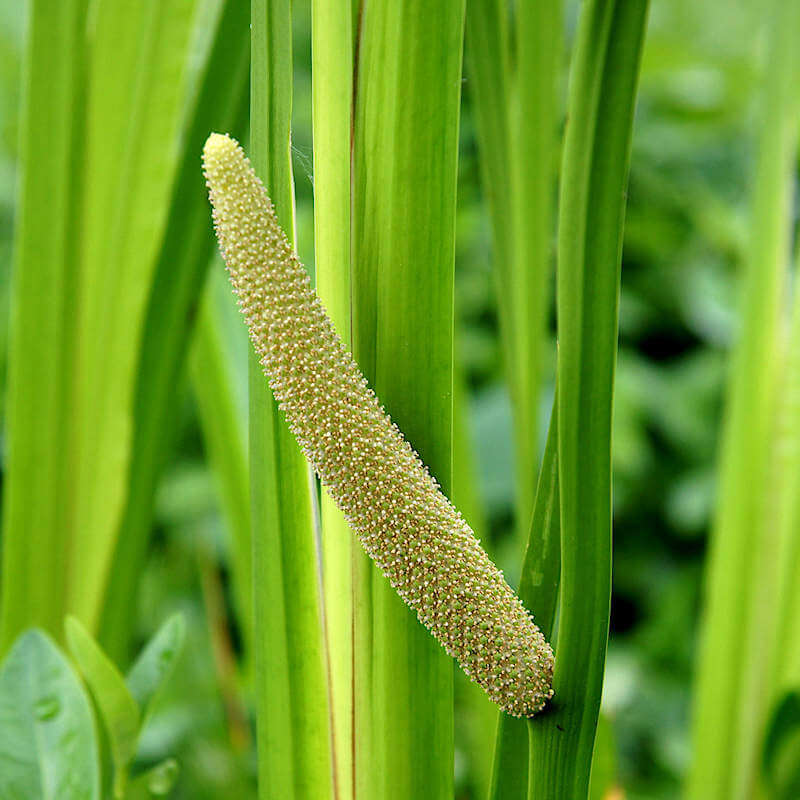 Aquatic Sweet Flag Seeds