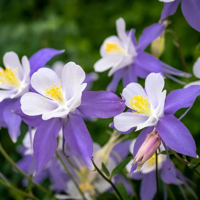 Aquilegia Seeds - Flower Plant for Home Gardens