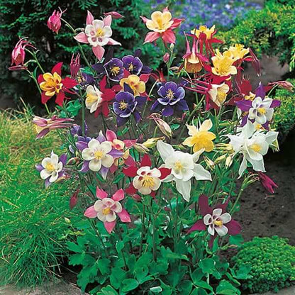 Aquilegia Seeds - Flower Plant for Home Gardens