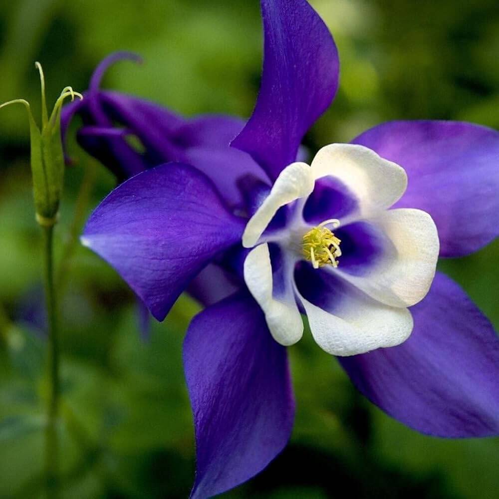 Aquilegia Seeds - Flower Plant for Home Gardens