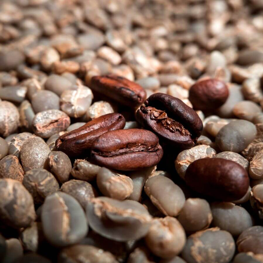 Arabian Coffee Seeds