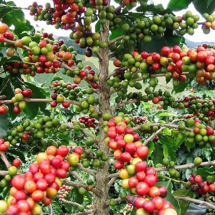 Arabian Coffee Seeds