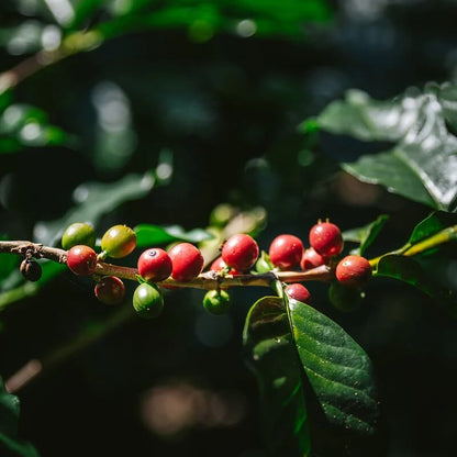 Arabian Coffee Seeds