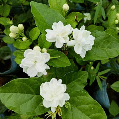 Arabian Fragrant Jasmine Seeds 