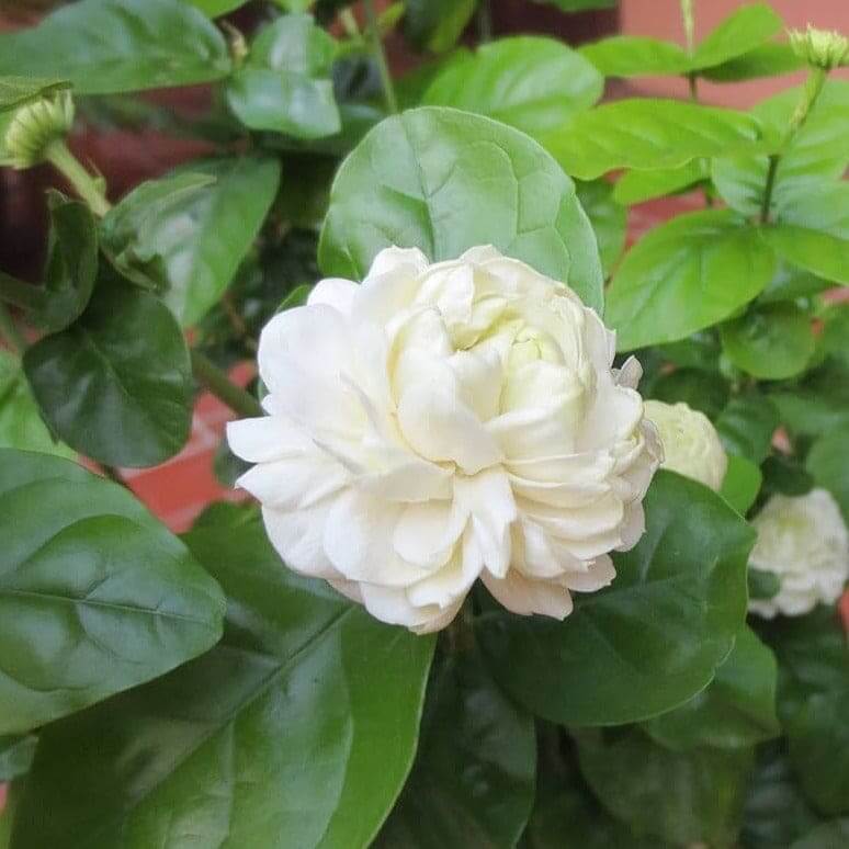 Arabian Fragrant Jasmine Seeds 