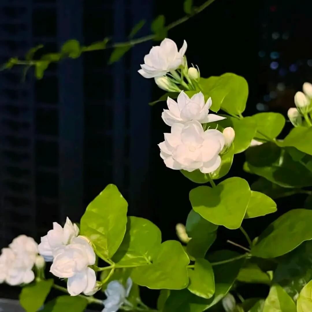 Arabian Fragrant Jasmine Seeds 