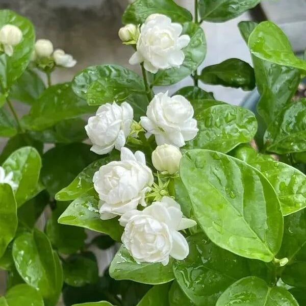 Arabian Fragrant Jasmine Seeds 