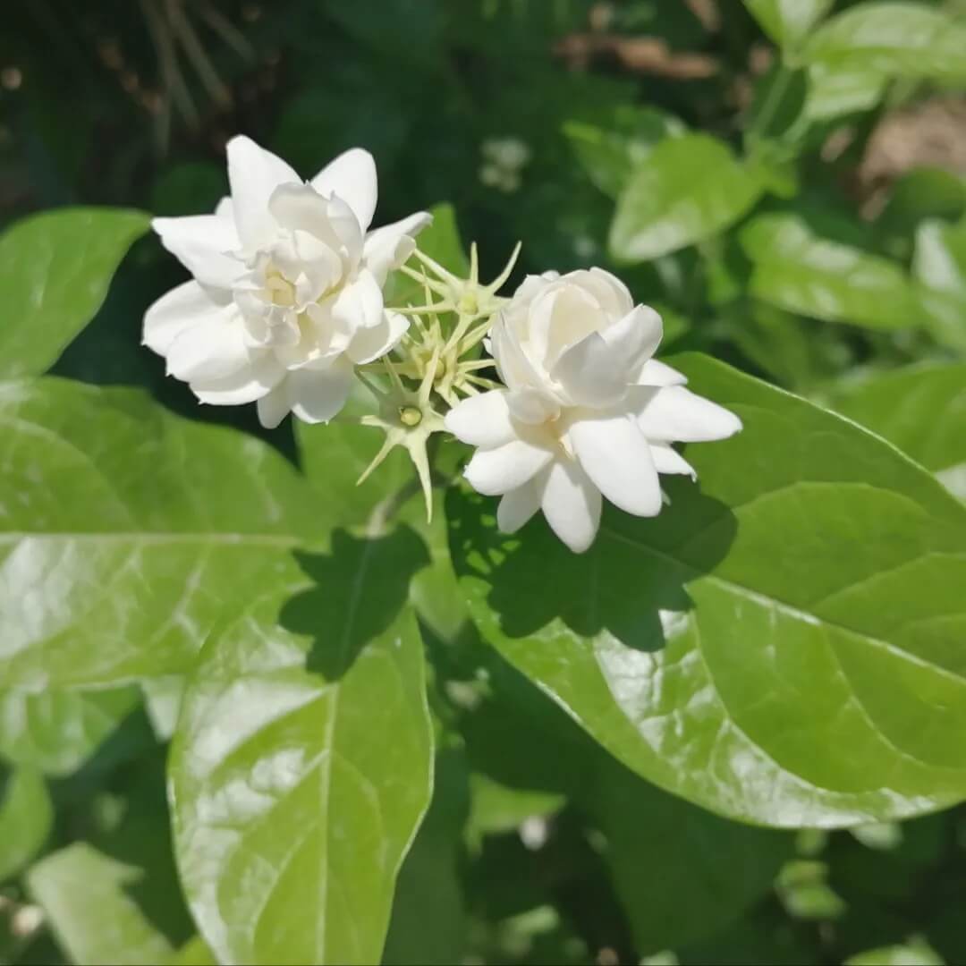 Arabian Fragrant Jasmine Seeds 