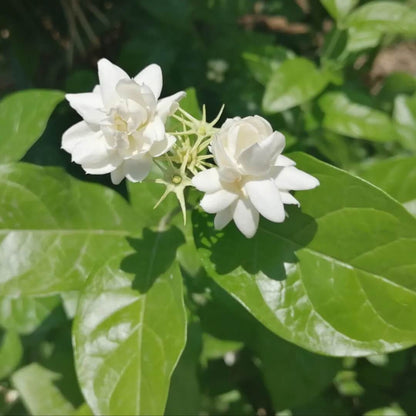 Arabian Fragrant Jasmine Seeds 