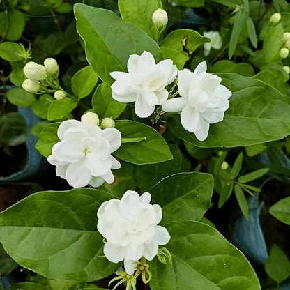 Arabian Jasmine Seeds