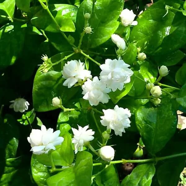 Arabian Jasmine Seeds