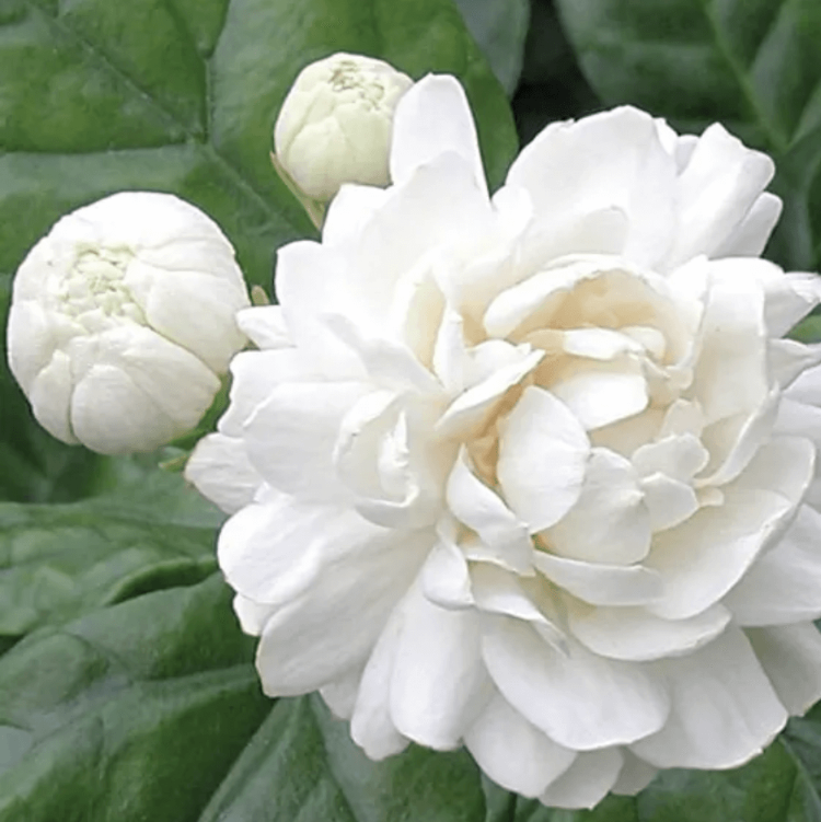 Arabian Jasmine Seeds - Flower Plant