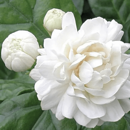 Arabian Jasmine Seeds - Flower Plant