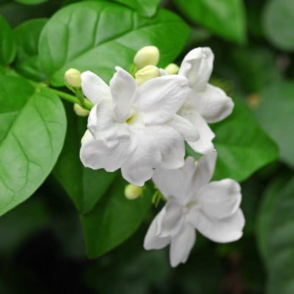 Arabian Jasmine Seeds - Flower Plant