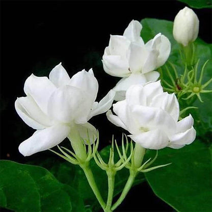 Arabian Jasmine Seeds - Flower Plant